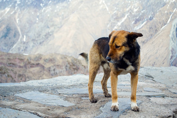 собака на фоне гор, бездомное животное.