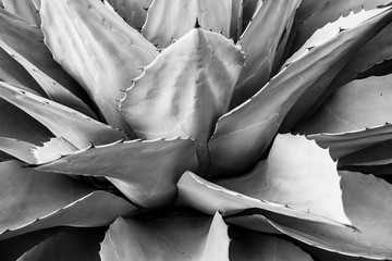 Agave Ovatifolia, 2017