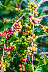 Coffea Arabica plantation, Coffee beans ripening on the rainy day