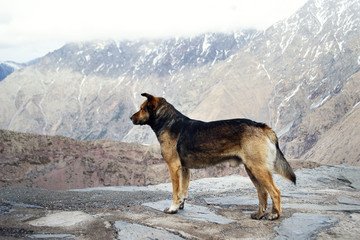 Собака смотрит на горы кавказа. 