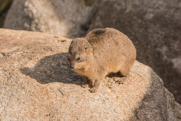 Klippschliefer auf einem Felsen