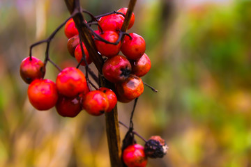 Rowan autumn berries