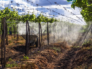 tractor and applies pesticides to his irrigated grape plantation in the San Francisco River Valley,...