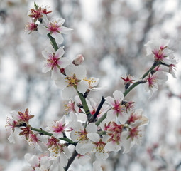 Beautiful pink spring tender flowers blossom