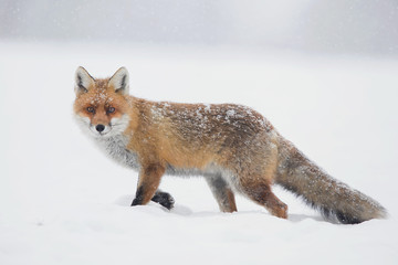 red fox