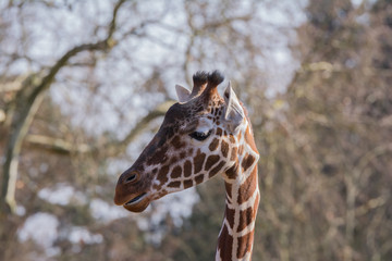 Netzgiraffe im Zoo