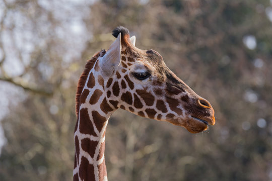 Netzgiraffe im Zoo