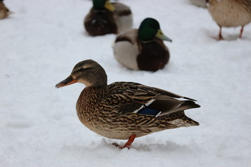 Ducks on the snow