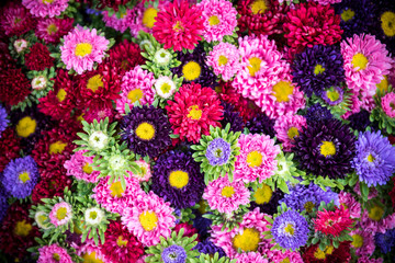 Bright multicolor asters background