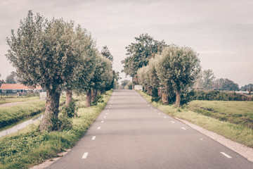 Beautiful road surrounded by green trees