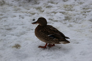 Duck on the snow