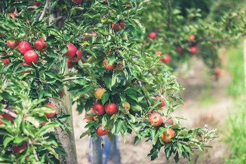 Apple garden full of riped red fruits