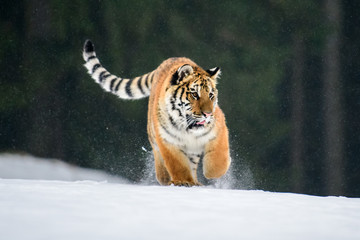 Siberian Tiger in the snow (Panthera tigris)