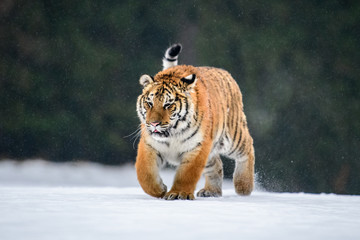 Siberian Tiger in the snow (Panthera tigris)
