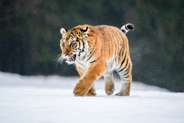 Siberian Tiger in the snow (Panthera tigris)