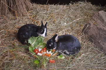 two small bunnies eating vegetables
