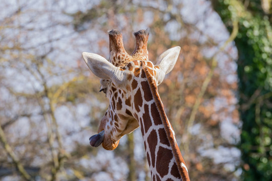Netzgiraffe im Zoo