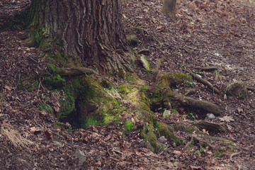 Tree in a moss forest, burrow