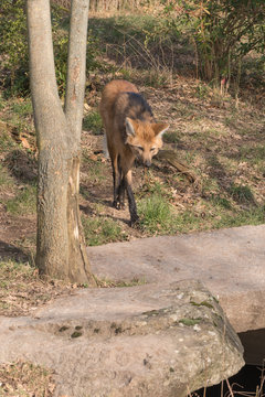M&auml;hnenwolf auf der Suche nach Beute