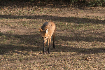 Mähnenwolf auf der Suche nach Beute