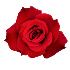 Rose isolated on white background (clipping path)