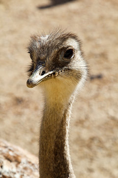 Portrait eines Strauß, Emu, Nandu 