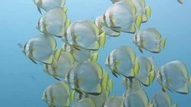 School of Batfishes , Orbicular batfishes (Platax orbicularis) over corals of Bali