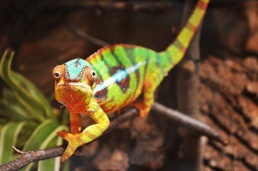 colorful chameleon looks funny