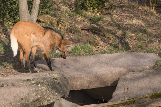 M&auml;hnenwolf auf der Suche nach Beute