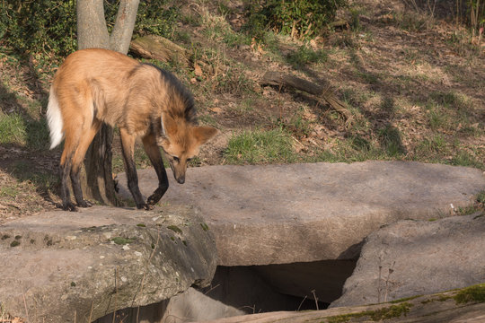 M&auml;hnenwolf auf der Suche nach Beute