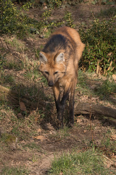 M&auml;hnenwolf auf der Suche nach Beute