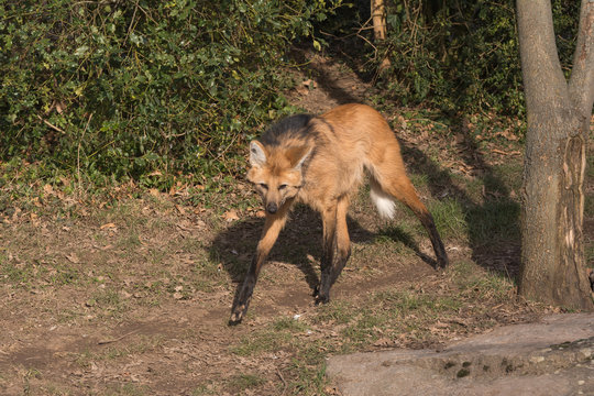 M&auml;hnenwolf auf der Suche nach Beute