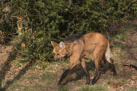 M&auml;hnenwolf auf der Suche nach Beute