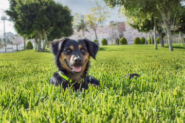 Black mongrel dog on the green lawn of a park. Eye contact with the target and its tongue out.