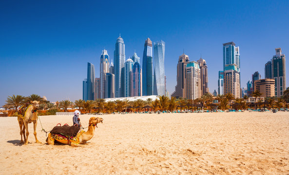 The camels on famous Jumeirah beach and skyscrapers in the backround, Dubai, United Arab Emirates