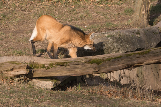 M&auml;hnenwolf auf der Suche nach Beute