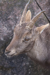 Alpensteinbock im Tiergehege