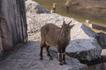 Obraz premium Alpensteinbock im Tiergehege