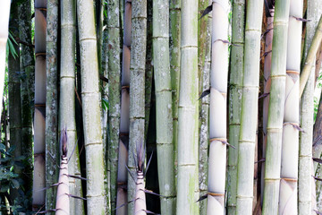  Green bamboo background