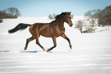 Fototapeta na wymiar Horse running free, galloping and trotting in the sunshine, in the snow in a pasture.