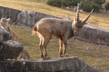 Alpensteinbock im Tiergehege