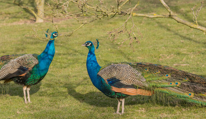 Zwei Pfauenhähne im Park
