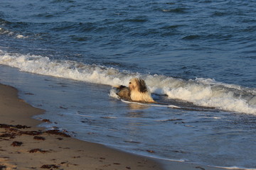 Ein Bobtail in den Wellen der Ostsee