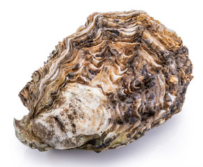Fresh oysters isolated with shadow on white background
