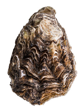 Fresh oysters isolated on white background