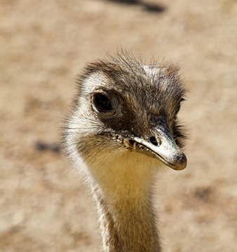 Portrait eines Strauß, Emu, Nandu 