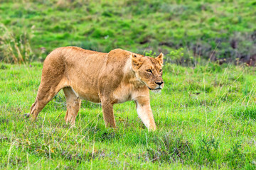 Lioness walks in savanna