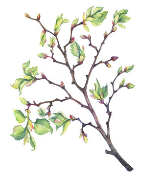 Spring young branch of a linden tree with buds and leaves. Watercolor hand drawn painting illustration isolated on a white background.

