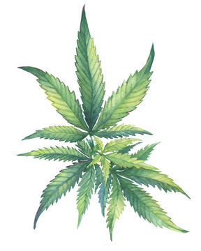 A green branch of Cannabis sativa (Cannabis indica, Marijuana) medicinal plant  with leaves. Watercolor hand drawn painting illustration isolated on a white background.
