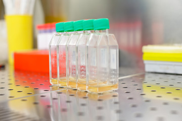 Cell culture flasks in laminar flow. Photo taken from laminar interior.